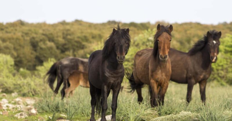 Genoni Museum and Giara Combined Ticket - Museums Overview