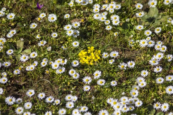 Genoni Museum and Giara Combined Ticket - Essential Preparation Tips