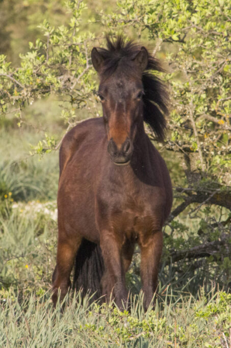 Genoni Museum and Giara Combined Ticket - Booking and Cancellation Policy
