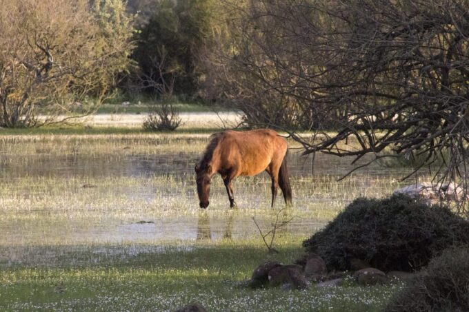 Genoni Museum and Giara Combined Ticket - Frequently Asked Questions