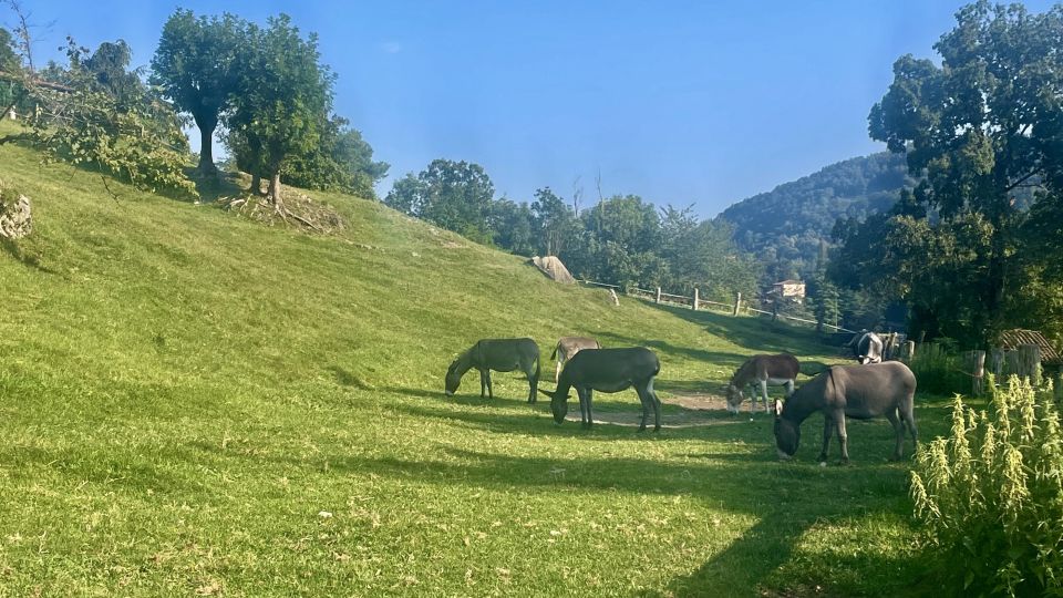 Gentle Hike Above Bellagio - Activity Level
