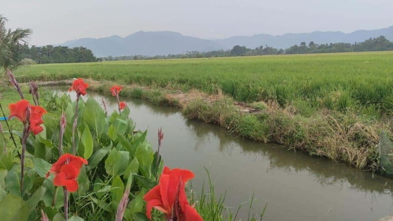 George Town: Balik Pulau Countryside Morning Cycling Tour - What You Can Expect from the Tour