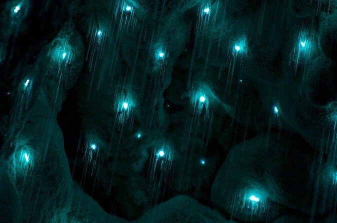 German Speaking Tour of Kawiti Glow Worm Caves, Opua Kauri Walk - Summary of the Experience