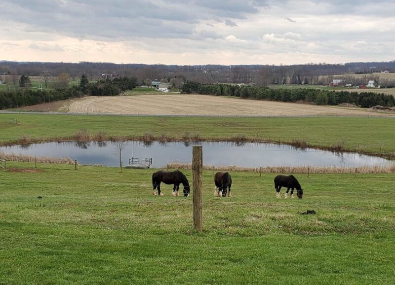 Gettysburg: Horse-Drawn Carriage Tour Countryside & Orchards - Authenticity and What Travelers Are Saying