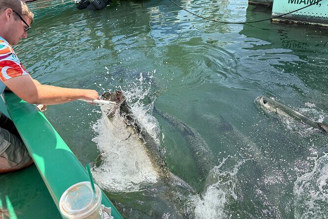Giant Tarpon Fish Feeding Experience in Bayside Marketplace - Key Points