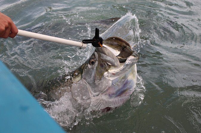 Giant Tarpon Fish Feeding Experience in Bayside Marketplace - Why You Should Consider This Experience