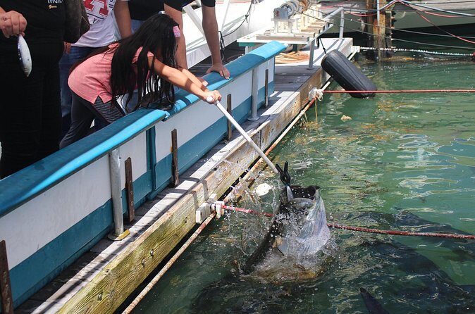 Giant Tarpon Fish Feeding Experience in Bayside Marketplace - Final Thoughts: Is It Worth It?