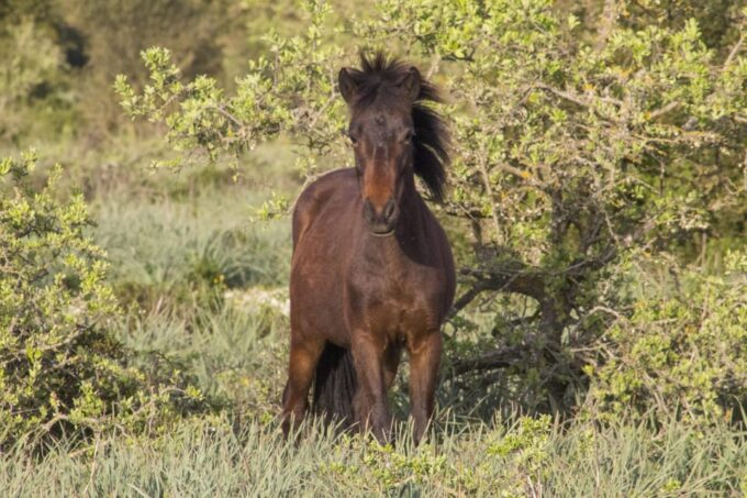 Giara Hiking Tour - Accessibility Information