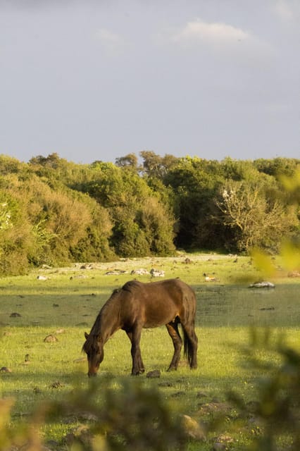 Giara Hiking Tour - Reservation and Cancellation Policy