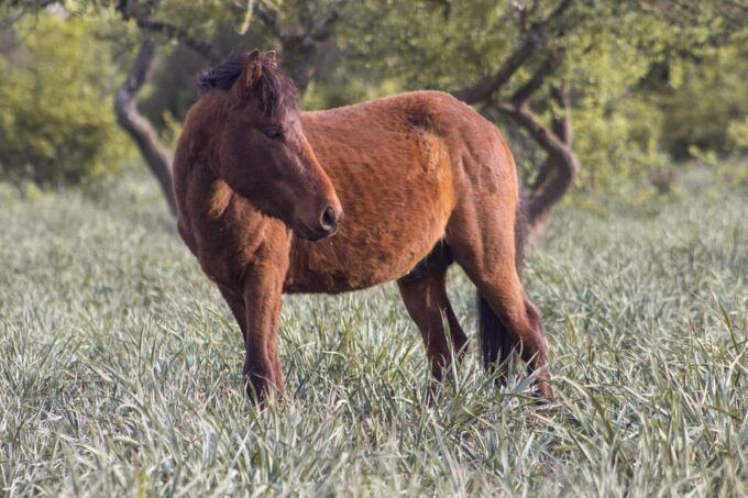 Giara Hiking Tour - Frequently Asked Questions