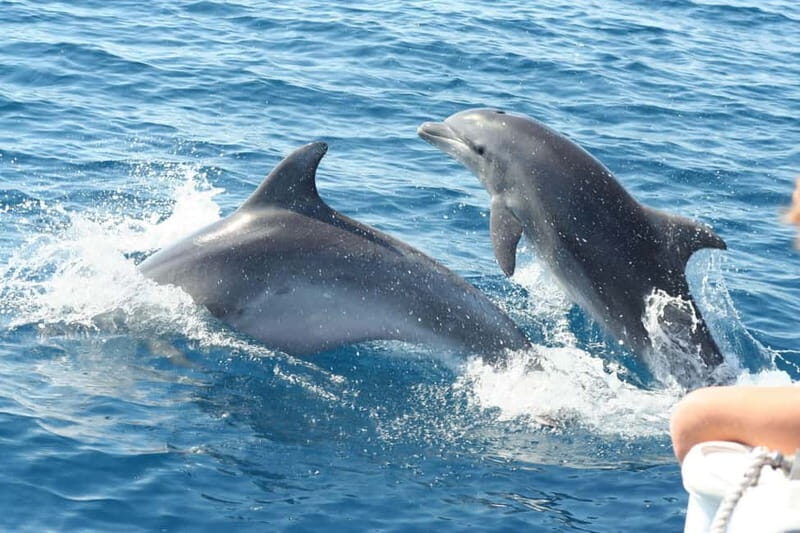 Giardini Naxos: Dolphin Catamaran Sunset Tour with Aperetif - An In-Depth Look at the Experience