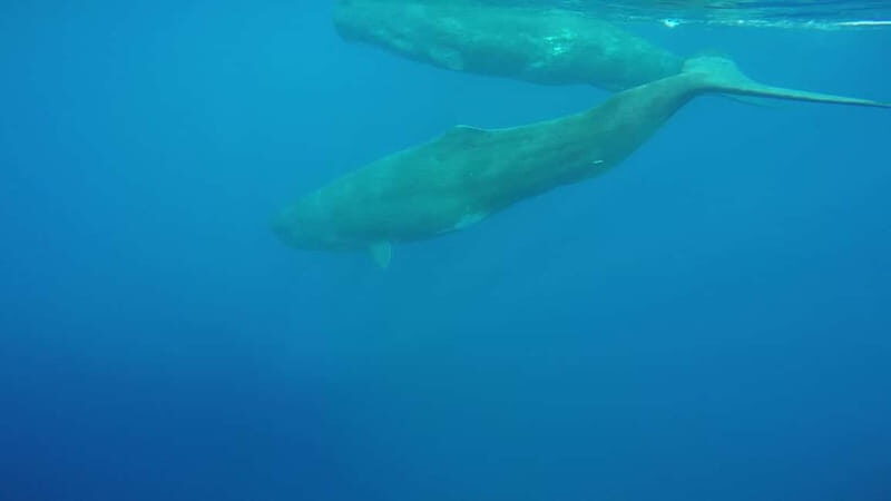 Giardini Naxos: Dolphin Catamaran Sunset Tour with Aperetif - FAQ