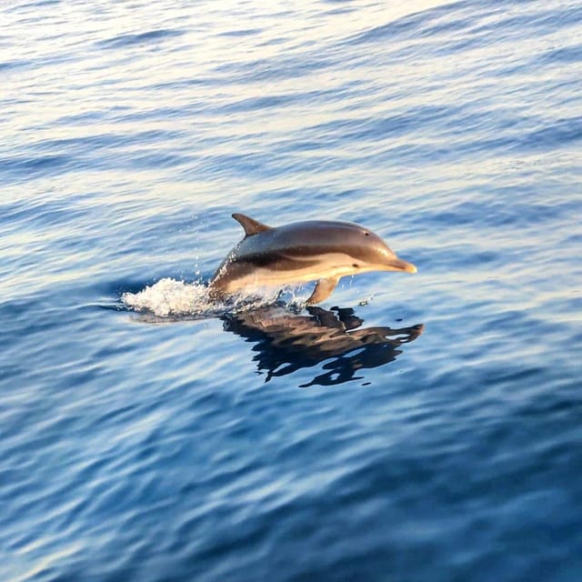Giardini Naxos: Sunset Dolphin Watching Cruise With Aperitif - Onboard Experience