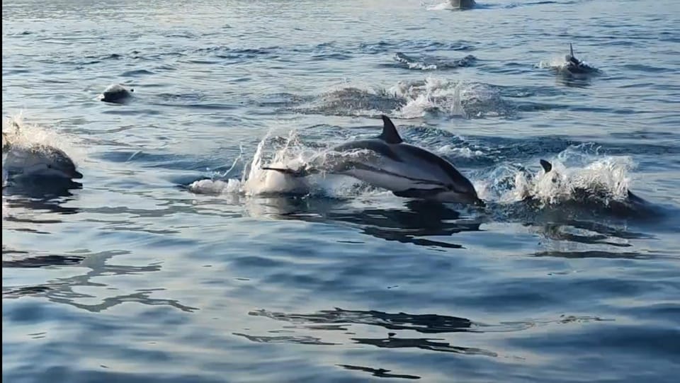 Giardini Naxos: Sunset Dolphin Watching Cruise With Aperitif - Witnessing the Stunning Coastal Scenery