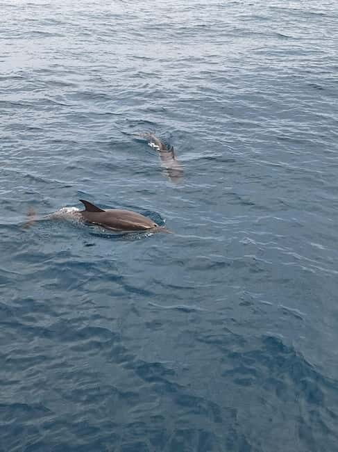 Giardini Naxos Taormina: Dolphin Watching Sunset Tour - Key Points