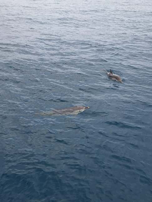 Giardini Naxos Taormina: Dolphin Watching Sunset Tour - The Sum Up