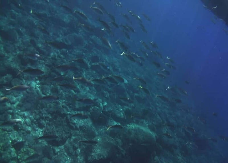 Giardini Naxos Taormina: Dolphin Watching Sunset Tour - FAQ