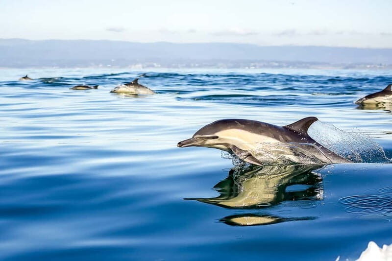 Gibraltar: Dolphin Watch Cruise & Cable Car Fast Track Combo - What to Expect from the Gibraltar Dolphin & Cable Car Tour