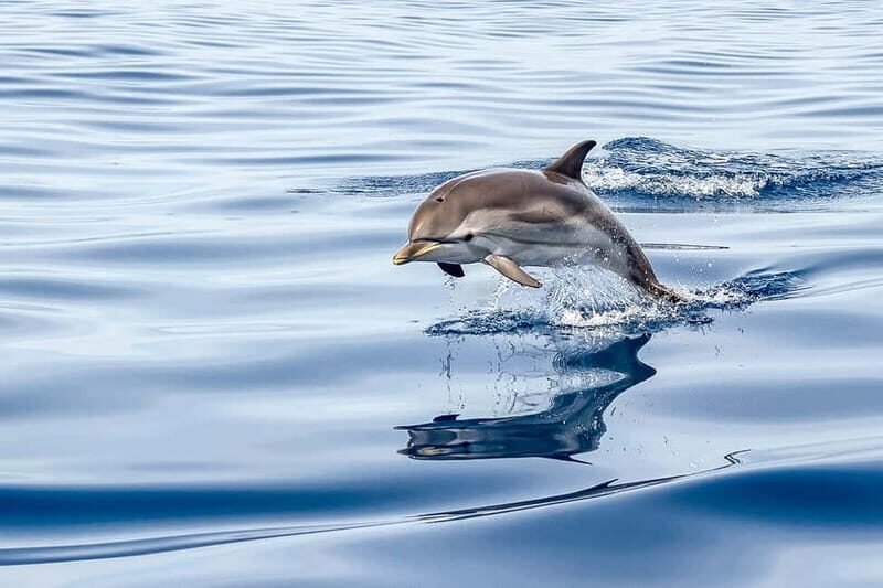 Gibraltar: Dolphin Watch Cruise & Cable Car Fast Track Combo - The Itinerary Breakdown