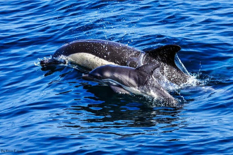 Gibraltar: Dolphin Watch Cruise & Cable Car Fast Track Combo - Who Should Consider This Tour?