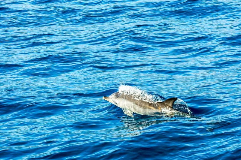 Gibraltar: Dolphin Watch Cruise & Cable Car Fast Track Combo - Frequently Asked Questions