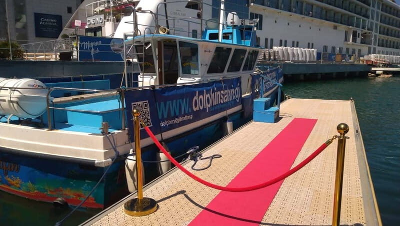Gibraltar: Dolphin Watching Boat Tour V.I.P - An In-Depth Look at the Gibraltar Dolphin Watching V.I.P Tour