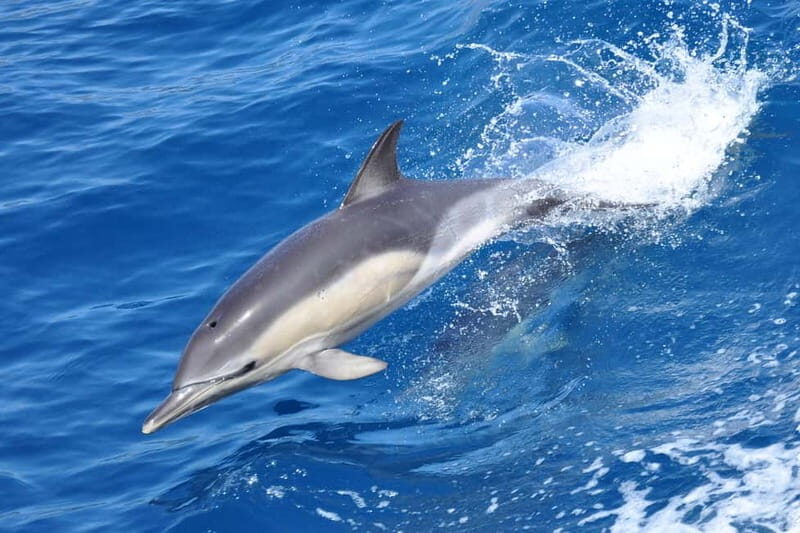 Gibraltar: Dolphin Watching Tour - Gibraltar: Dolphin Watching Tour