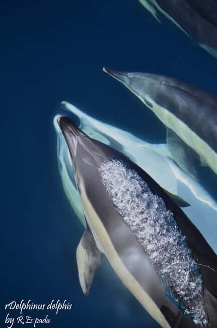 Gibraltar: Dolphin Watching Tour - Key Points