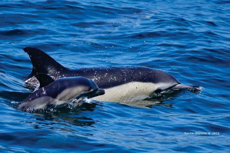 Gibraltar: Dolphin Watching Tour - Why This Tour Works