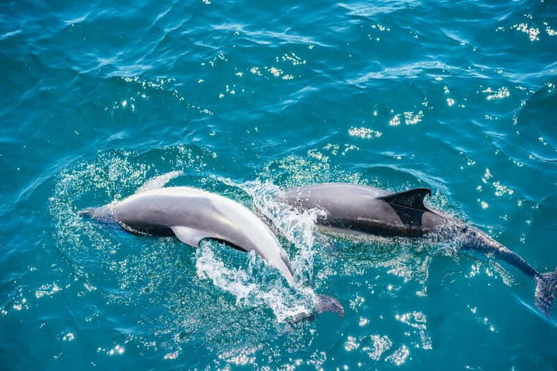 Gibraltar: Dolphin Watching Tour - FAQ