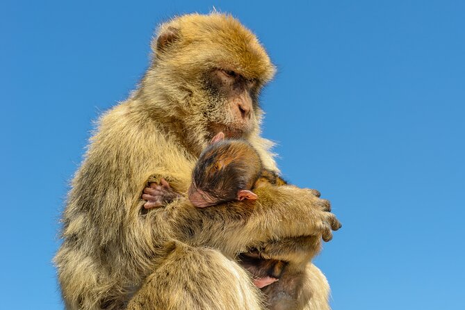 Gibraltar Full Day Tour Ultimate Tour 7hrs - Flexible Pick-up and Drop-off