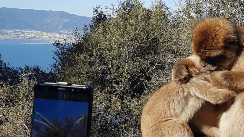 Gibraltar: Guided Tour From the Costa Del Sol - Sights and Attractions