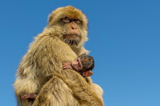 Gibraltar Inside Out Extended Tour 2.30hrs - A Detailed Breakdown of the Itinerary