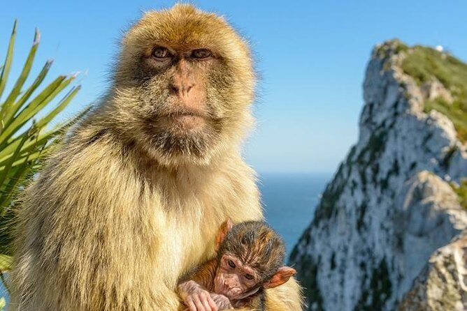 Gibraltar Inside Out Extended Tour 2.30hrs - Analyzing Value: Price and Experience