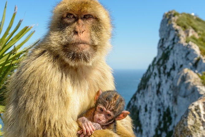 Gibraltar Inside Out Intermediate Tour 3.30hrs - Tour Inclusions