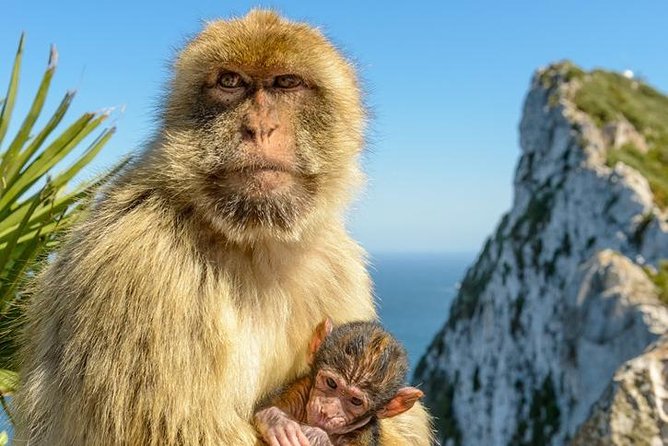 Gibraltar Inside Out Standard Tour 1.45hrs - Customer Reviews