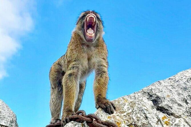 Gibraltar Private Daytrip From Malaga - Free Time on Main Street