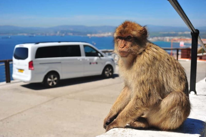 Gibraltar: Private Highlights Tour with Entry Tickets - An Overview of the Gibraltar Experience