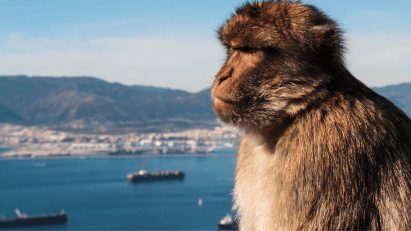 Gibraltar shopping: Desde Málaga y la Costa del Sol - What to Expect from the Gibraltar Shopping Tour