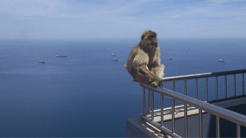 Gibraltar shopping: Desde Málaga y la Costa del Sol - Final Thoughts: Is This Tour for You?