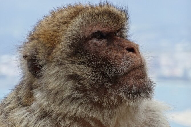 Gibraltar Shore Excursion: The Original Rock, Shop & Caves Tour - Ask Away