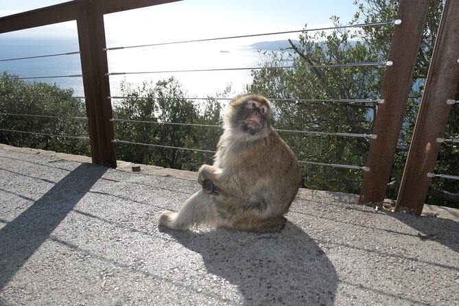 Gibraltar Sightseeing Tour With Monkeys and Panoramic Views - Panoramic Vantage Points