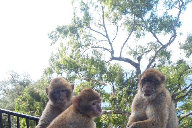 Gibraltar Sightseeing Tour With Monkeys and Panoramic Views - Tour Itinerary and Logistics