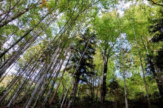 Giessbach Waterfall + CLOY Pier Iseltwald Sightseeing Tour Privat - Who Should Consider This Tour?