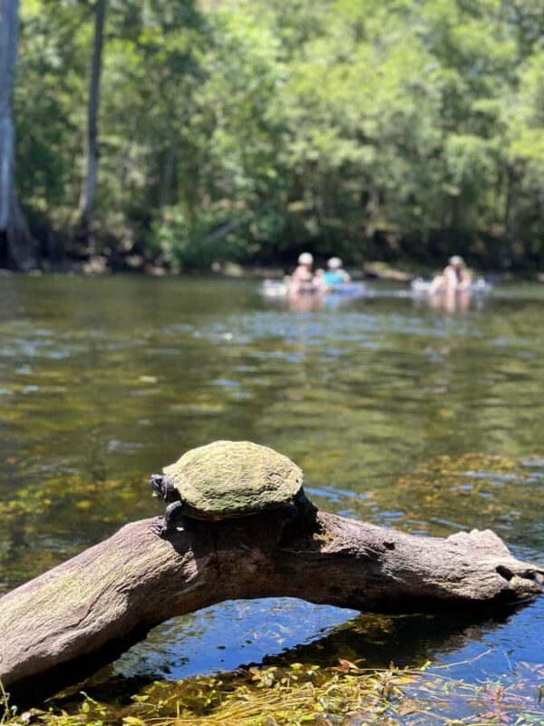 Gilchrist Blue: Clear Kayak Eco Tour - FAQ