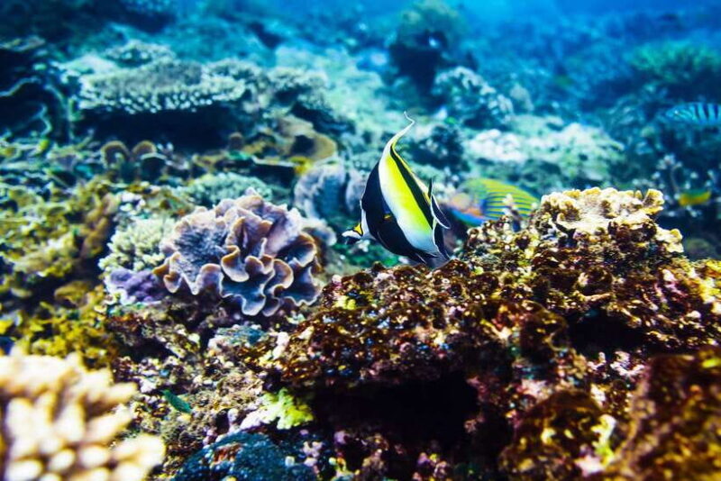 Gili Air: Private Snorkeling in 4 Spots with GoPro Camera - Inside the Experience: What to Expect from Start to Finish