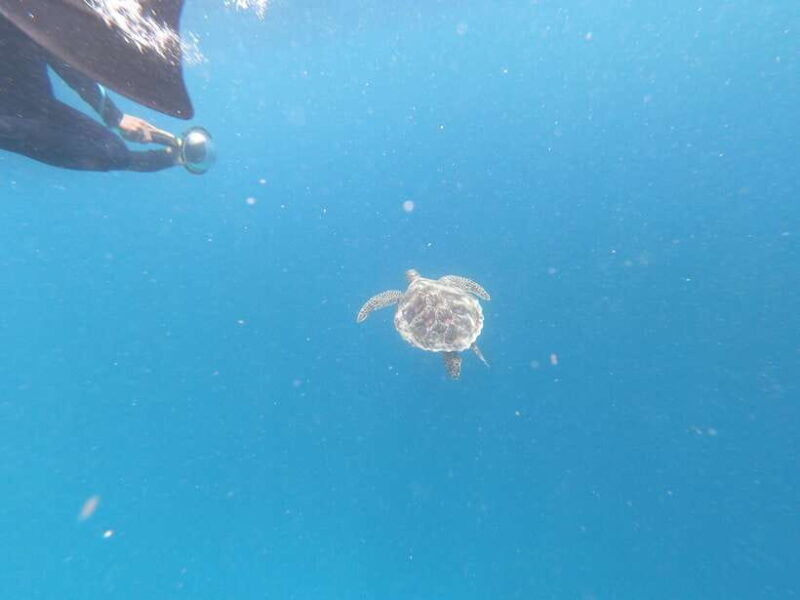 Gili Air/Trawangan: Glass-Bottom Boat Tour with Snorkeling - The Sum Up: Is It Worth It?