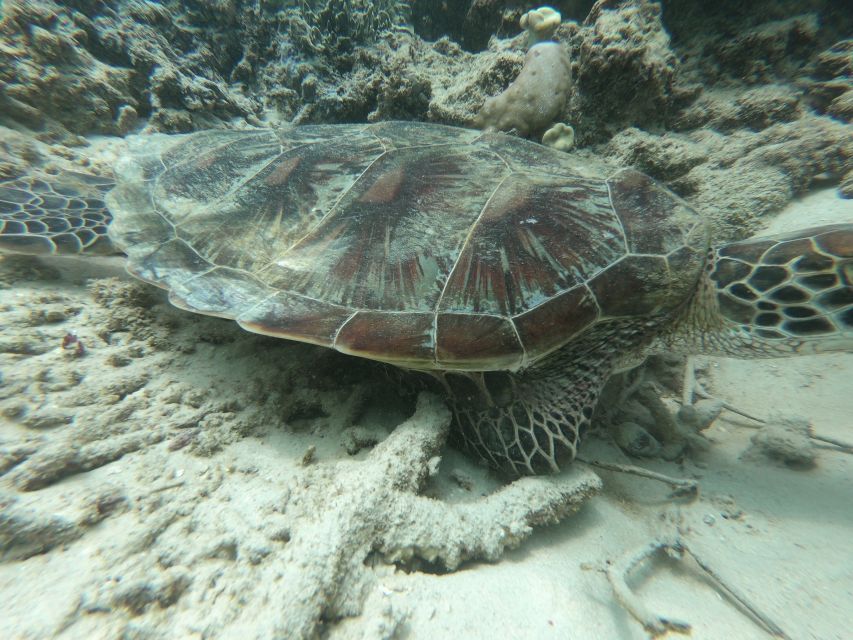 Gili Air/Trawangan: Glass-Bottom Boat Tour With Snorkeling - Meeting Point Options