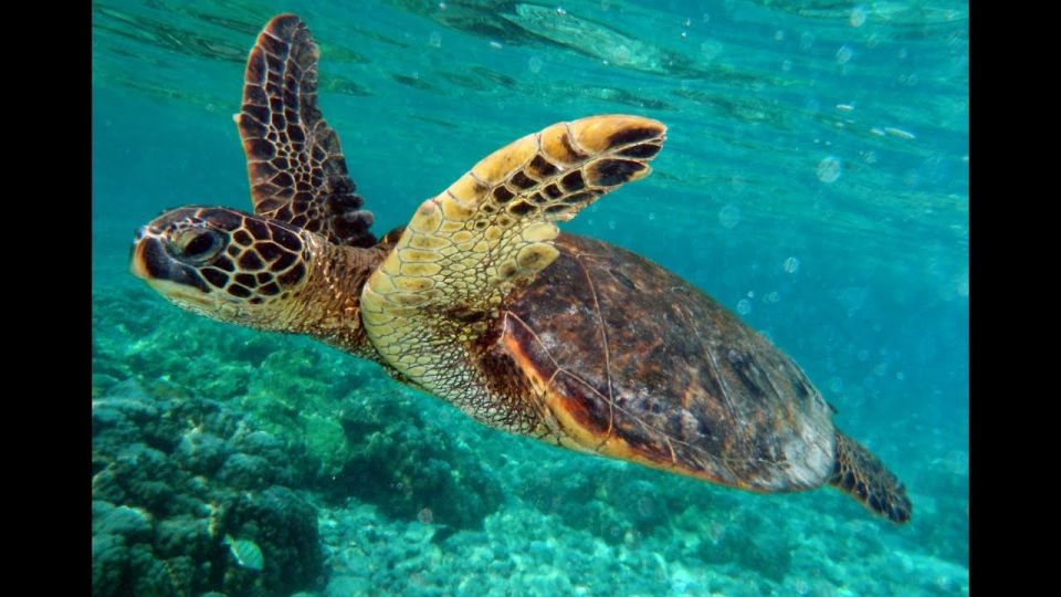 Gili Air/Trawangan: Glass-Bottom Boat Tour With Snorkeling - Shared Tour Details