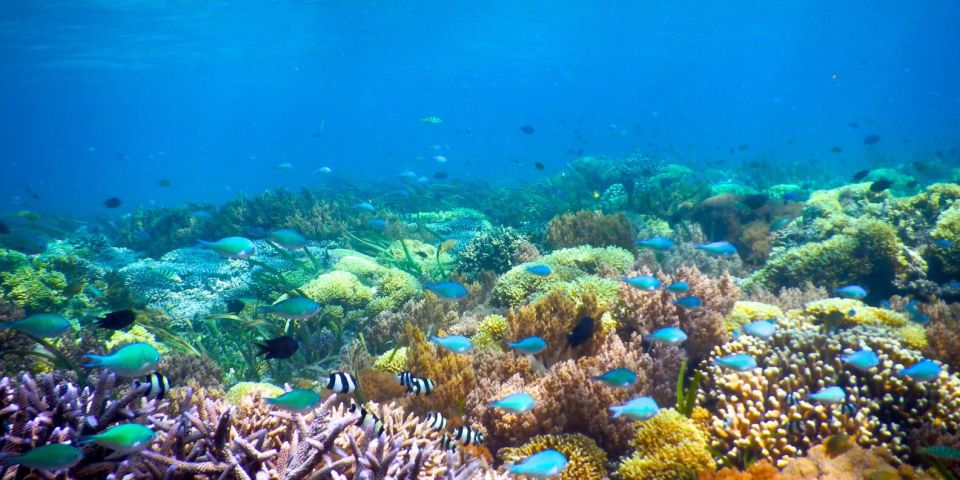 Gili Air/Trawangan: Glass-Bottom Boat Tour With Snorkeling - Booking and Availability